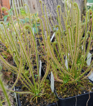 Drosera filiformis